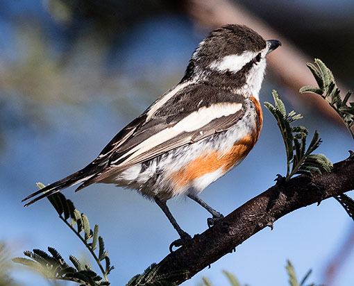 Brubru female